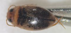 Uvarus lacustris by (c) Matthew Pintar, some rights reserved (CC BY), uploaded by Matthew Pintar. Used under a CC-BY license.