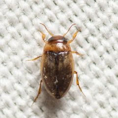 Uvarus lacustris by (c) Justin Williams, some rights reserved (CC BY), uploaded by Justin Williams. Used under a CC-BY license.