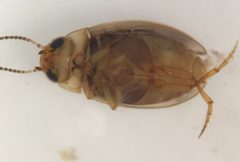 Uvarus lacustris by (c) Matthew Pintar, some rights reserved (CC BY), uploaded by Matthew Pintar. Used under a CC-BY license.