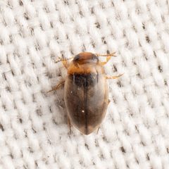 Uvarus lacustris by (c) Justin Williams, some rights reserved (CC BY), uploaded by Justin Williams. Used under a CC-BY license.