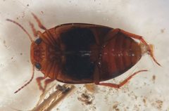Hydroporus dichrous by (c) Matthew Pintar, some rights reserved (CC BY), uploaded by Matthew Pintar. Used under a CC-BY license.