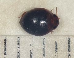 Hydrovatus hornii by (c) Matthew Pintar, some rights reserved (CC BY), uploaded by Matthew Pintar. Used under a CC-BY license.