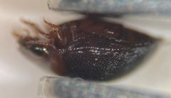 Hydrovatus hornii by (c) Matthew Pintar, some rights reserved (CC BY), uploaded by Matthew Pintar. Used under a CC-BY license.