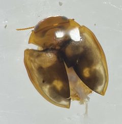 Hydrovatus hornii by (c) Matthew Pintar, some rights reserved (CC BY), uploaded by Matthew Pintar. Used under a CC-BY license.