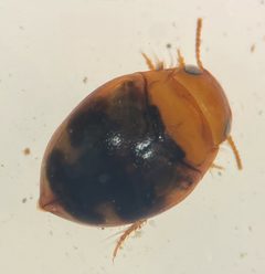 Hydrovatus pustulatus by (c) Matthew Pintar, some rights reserved (CC BY), uploaded by Matthew Pintar. Used under a CC-BY license.