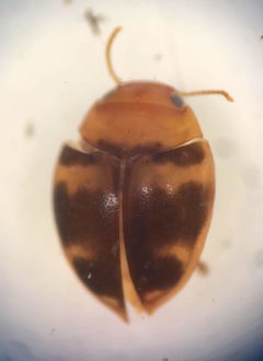 Hydrovatus pustulatus by (c) Matthew Pintar, some rights reserved (CC BY), uploaded by Matthew Pintar. Used under a CC-BY license.