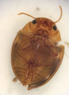 Hydrovatus pustulatus by (c) Matthew Pintar, some rights reserved (CC BY), uploaded by Matthew Pintar. Used under a CC-BY license.
