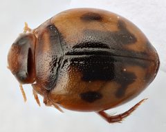 Desmopachria mexicana by (c) Matthew Pintar, some rights reserved (CC BY), uploaded by Matthew Pintar. Used under a CC-BY license.