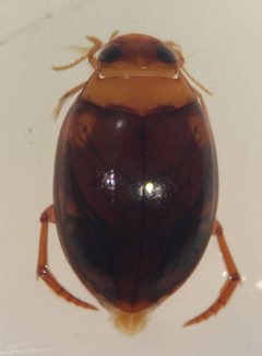 Pachydrus princeps by (c) Matthew Pintar, some rights reserved (CC BY), uploaded by Matthew Pintar. Used under a CC-BY license.