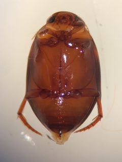 Pachydrus princeps by (c) Matthew Pintar, some rights reserved (CC BY), uploaded by Matthew Pintar. Used under a CC-BY license.