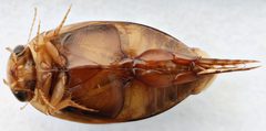 Laccophilus fasciatus terminalis by (c) Matthew Pintar, some rights reserved (CC BY), uploaded by Matthew Pintar. Used under a CC-BY license.