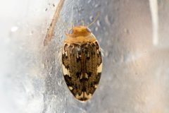 Laccophilus maculosus by (c) Owen Strickland, some rights reserved (CC BY), uploaded by Owen Strickland. Used under a CC-BY license.