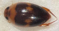Suphisellus puncticollis by (c) Matthew Pintar, some rights reserved (CC BY), uploaded by Matthew Pintar. Used under a CC-BY license.