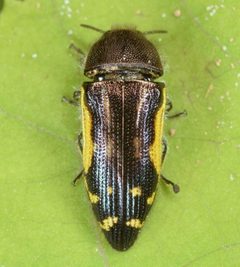 Acmaeodera pulchella by (c) skitterbug, some rights reserved (CC BY), uploaded by skitterbug. Used under a CC-BY license.