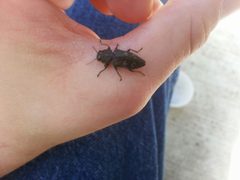 Chrysobothris rugosiceps by (c) Tyler Bishop, some rights reserved (CC BY), uploaded by Tyler Bishop. Used under a CC-BY license.