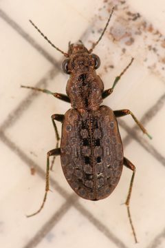 Elaphrus lapponicus lapponicus by (c) Trevor Van Loon, some rights reserved (CC BY), uploaded by Trevor Van Loon. Used under a CC-BY license.