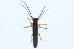 Oberea erythrocephala by (c) Owen Strickland, some rights reserved (CC BY), uploaded by Owen Strickland. Used under a CC-BY license.