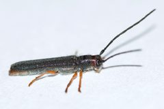 Oberea erythrocephala by (c) Owen Strickland, some rights reserved (CC BY), uploaded by Owen Strickland. Used under a CC-BY license.