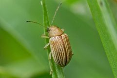 Colaspis brunnea by (c) Bill Keim, some rights reserved (CC BY). Used under a CC-BY license.