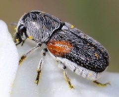 Coleothorpa by (c) Catherine C. Galley, some rights reserved (CC BY), uploaded by Catherine C. Galley. Used under a CC-BY license.