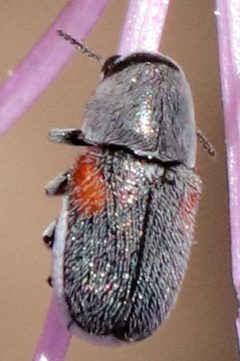 Coleothorpa by (c) Catherine C. Galley, some rights reserved (CC BY), uploaded by Catherine C. Galley. Used under a CC-BY license.