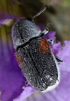 Coleothorpa by (c) Catherine C. Galley, some rights reserved (CC BY), uploaded by Catherine C. Galley. Used under a CC-BY license.