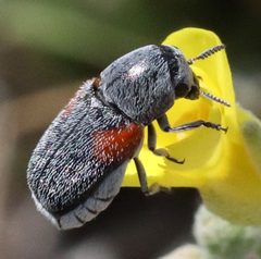 Coleothorpa by (c) Catherine C. Galley, some rights reserved (CC BY), uploaded by Catherine C. Galley. Used under a CC-BY license.