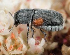 Coleothorpa by no rights reserved, uploaded by Jesse Rorabaugh. Used under a CC0 license.