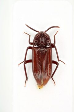 Amarygmini by (c) Natural History Museum:  Coleoptera Section, some rights reserved (CC BY). Used under a CC-BY license.
