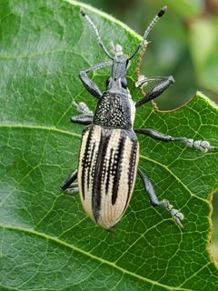 Diaprepes abbreviatus by no rights reserved, uploaded by lightbed. Used under a CC0 license.