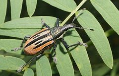 Diaprepes abbreviatus by (c) Eridan Xharahi, some rights reserved (CC BY). Used under a CC-BY license.