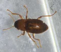 Heterelmis comalensis by (c) Matthew Pintar, some rights reserved (CC BY), uploaded by Matthew Pintar. Used under a CC-BY license.