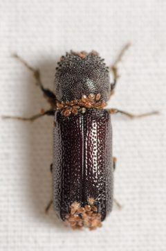 Amphicerus by (c) Justin Williams, some rights reserved (CC BY), uploaded by Justin Williams. Used under a CC-BY license.