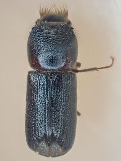 Scobicia declivis by (c) Trevor Van Loon, some rights reserved (CC BY), uploaded by Trevor Van Loon. Used under a CC-BY license.