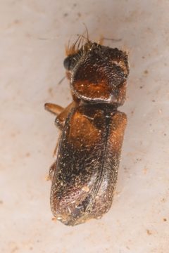 Xylobiops sextuberculatus by (c) Trevor Van Loon, some rights reserved (CC BY), uploaded by Trevor Van Loon. Used under a CC-BY license.