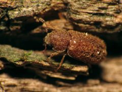 Endecatomus rugosus by (c) Katja Schulz, some rights reserved (CC BY). Used under a CC-BY license.