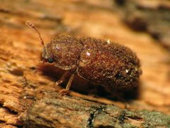Endecatomus rugosus by (c) Katja Schulz, some rights reserved (CC BY). Used under a CC-BY license.
