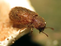 Endecatomus rugosus by (c) Katja Schulz, some rights reserved (CC BY). Used under a CC-BY license.