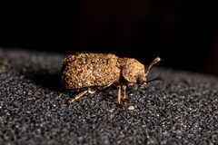 Endecatomus rugosus by (c) Patrick Hanly, some rights reserved (CC BY), uploaded by Patrick Hanly. Used under a CC-BY license.