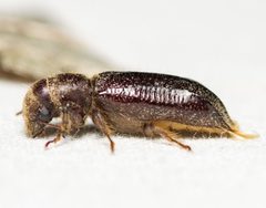 Melalgus plicatus by (c) Justin Williams, some rights reserved (CC BY), uploaded by Justin Williams. Used under a CC-BY license.