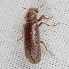 Melalgus plicatus by (c) Victor Engel, some rights reserved (CC BY), uploaded by Victor Engel. Used under a CC-BY license.