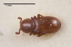 Thorictodes by (c) 
NHM Beetles and Bugs, some rights reserved (CC BY). Used under a CC-BY license.