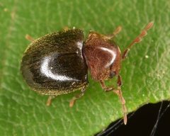 Tricorynus by (c) skitterbug, some rights reserved (CC BY), uploaded by skitterbug. Used under a CC-BY license.