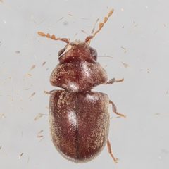 Tricorynus by (c) Victor Engel, some rights reserved (CC BY), uploaded by Victor Engel. Used under a CC-BY license.