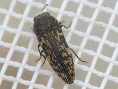 Acmaeodera neglecta by (c) Sam Kieschnick, some rights reserved (CC BY), uploaded by Sam Kieschnick. Used under a CC-BY license.