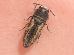Acmaeodera neglecta by (c) Sam Kieschnick, some rights reserved (CC BY), uploaded by Sam Kieschnick. Used under a CC-BY license.