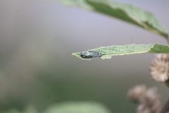 Agrilus aureus by (c) José Belem Hernández Díaz, some rights reserved (CC BY), uploaded by José Belem Hernández Díaz. Used under a CC-BY license.
