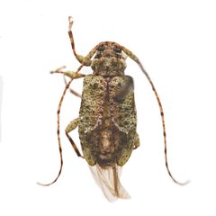Astylidius parvus by (c) Hopper Museum, some rights reserved (CC BY), uploaded by Hopper Museum. Used under a CC-BY license.
