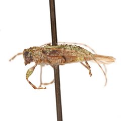 Astylidius parvus by (c) Hopper Museum, some rights reserved (CC BY), uploaded by Hopper Museum. Used under a CC-BY license.