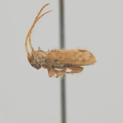 Desmiphora aegrota by (c) Hopper Museum, some rights reserved (CC BY), uploaded by Hopper Museum. Used under a CC-BY license.
